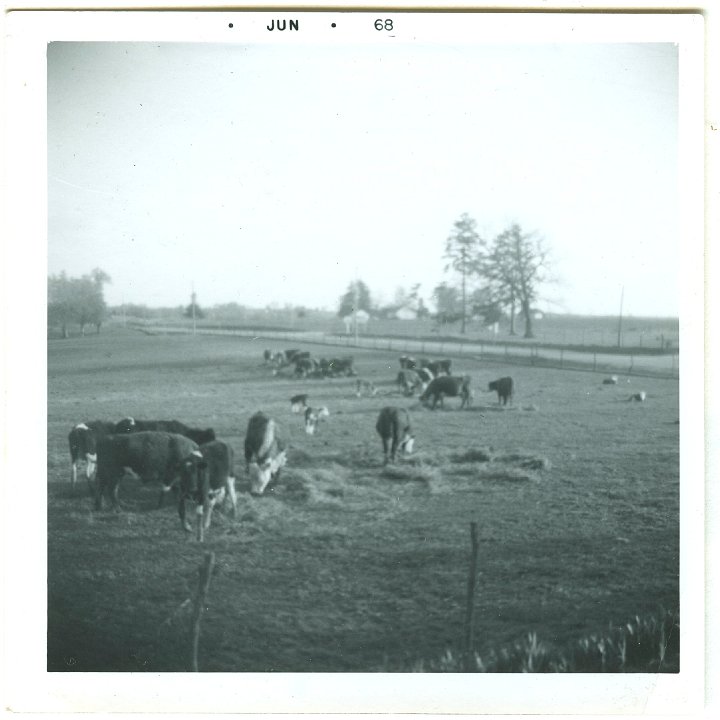 1170.jpg - Cows in the pasture south of the house.  1968