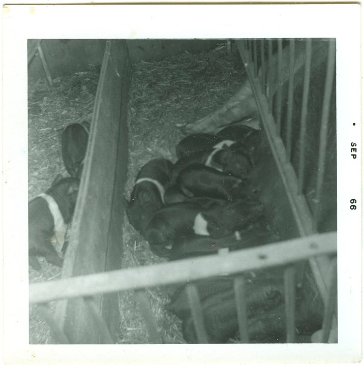 1210.jpg - Baby pigs.  1966