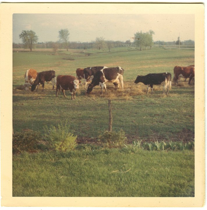 1224.jpg - Holstein milk cows south of the house on Hwy 218.  1967c