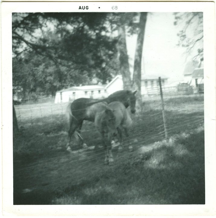 1271.jpg - Horse and older colt.  1968