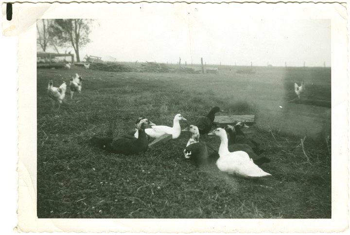 1299.jpg - Geese  1954